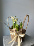 Корзина первоцветов #2 нарцисс, гиацинт
