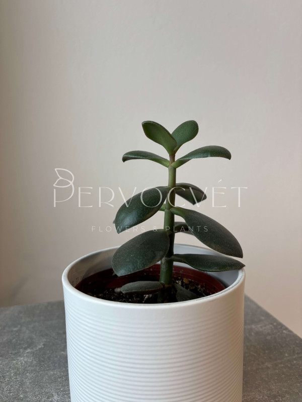Крассула Микс Толстянка 8 см