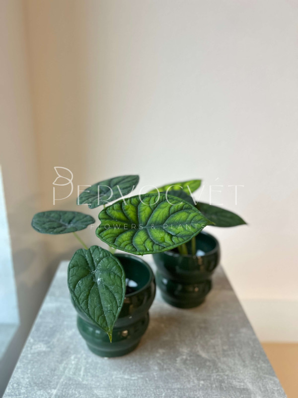 Алоказия Чешуя Дракона 30 см