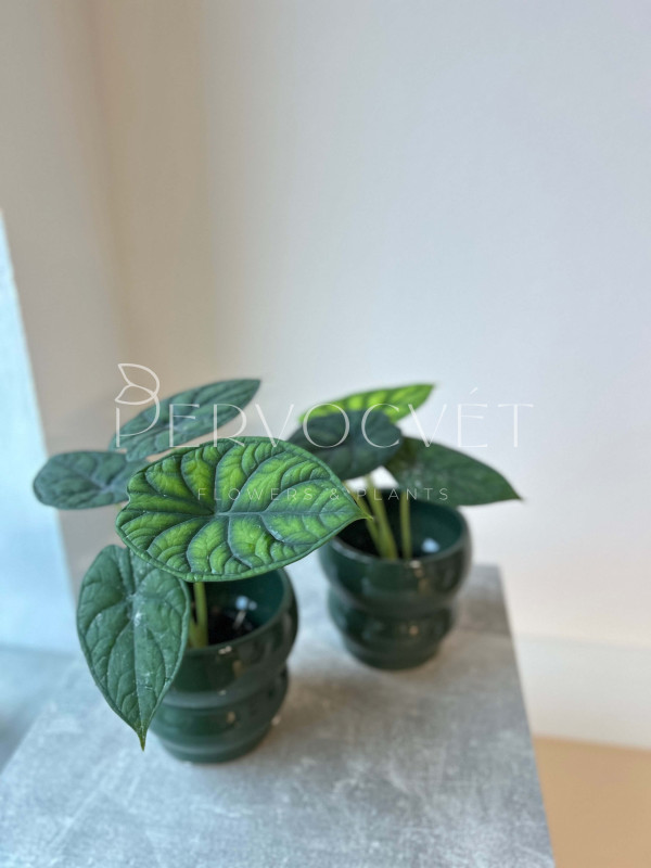 Алоказия Чешуя Дракона 30 см