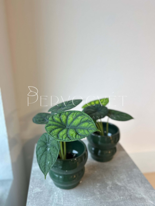 Алоказия Чешуя Дракона 30 см