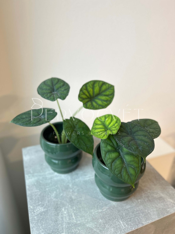 Алоказия Чешуя Дракона 30 см