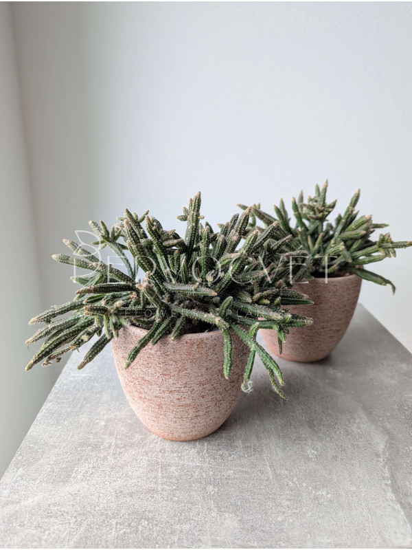 Рипсалис Бацифера Хоррида 20 см