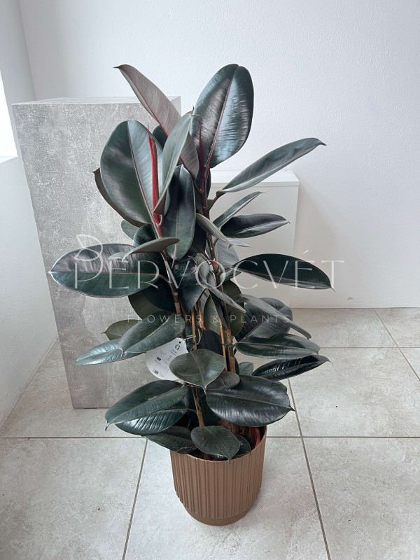 Фикус Эластика Абиджан 3 ствола 100 см