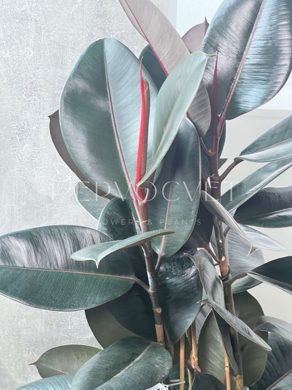 Фикус Эластика Абиджан 3 ствола 100 см