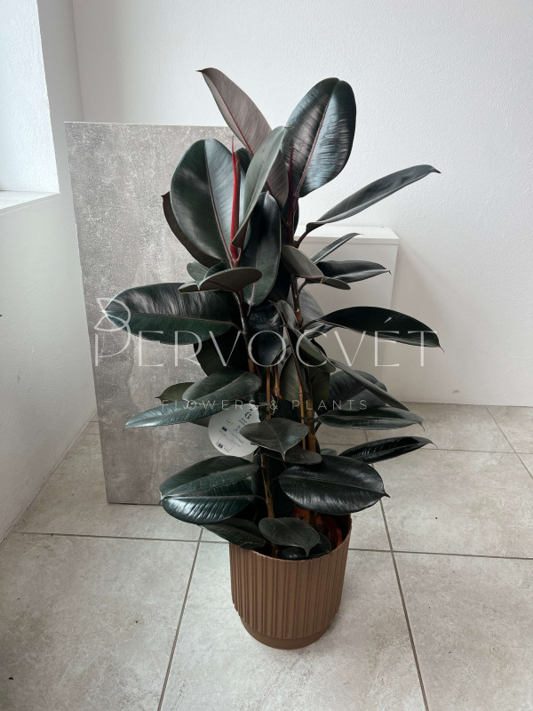 Фикус Эластика Абиджан 3 ствола 100 см