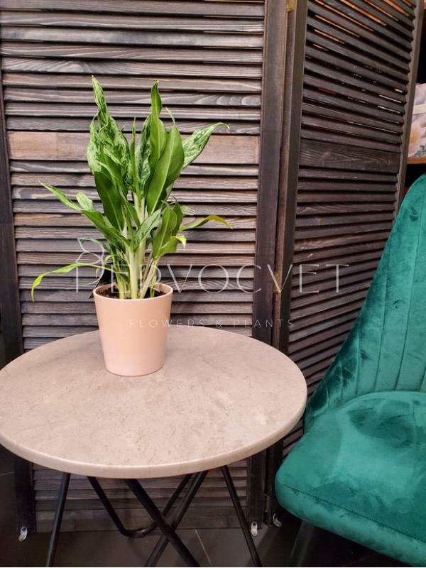 Аглаонема Крылья Ангела 40 см