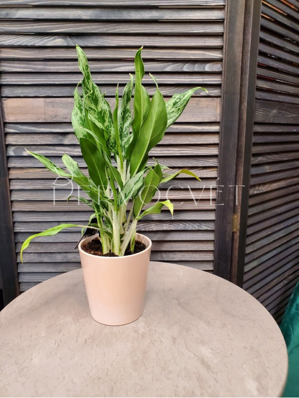 Аглаонема Крылья Ангела 40 см