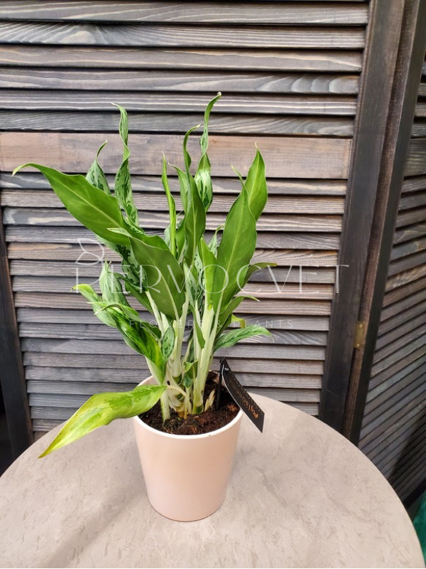 Аглаонема Крылья Ангела 40 см