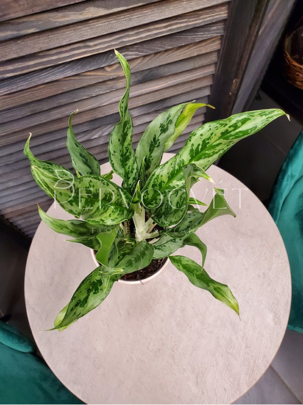 Аглаонема Крылья Ангела 40 см