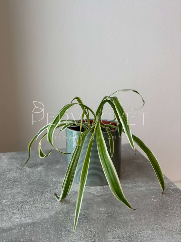 Хлорофитум Хохлатый 30 см