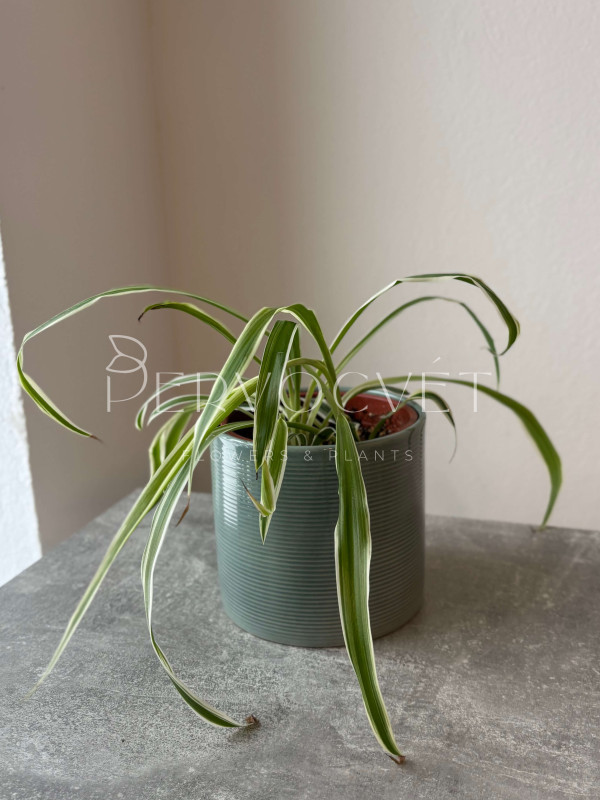 Хлорофитум Хохлатый 30 см