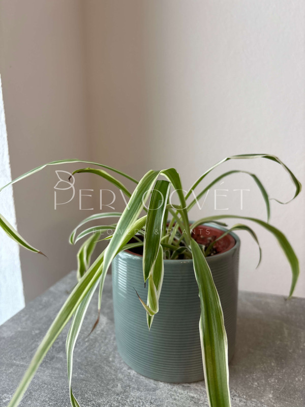 Хлорофитум Хохлатый 30 см