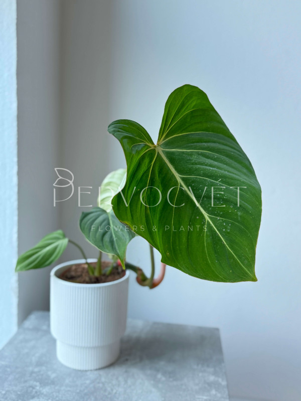 Филодендрон Глориозум 50 см