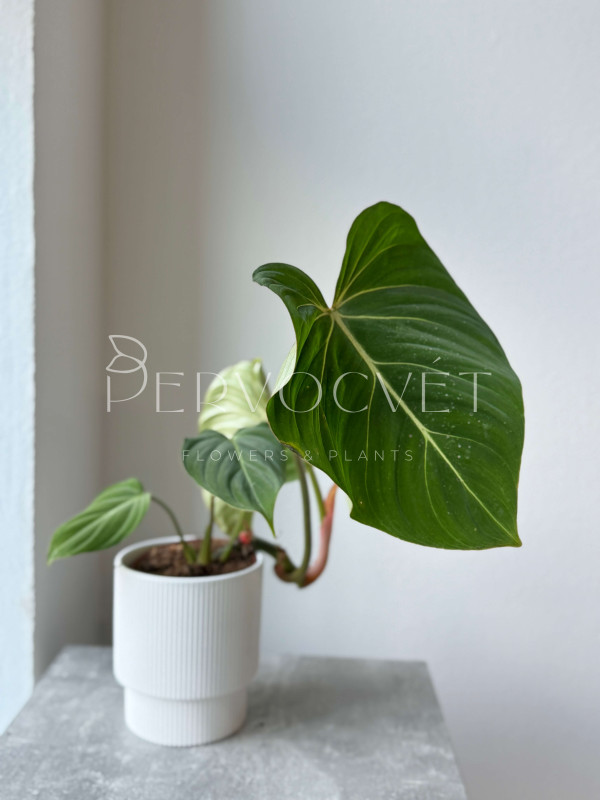 Филодендрон Глориозум 50 см