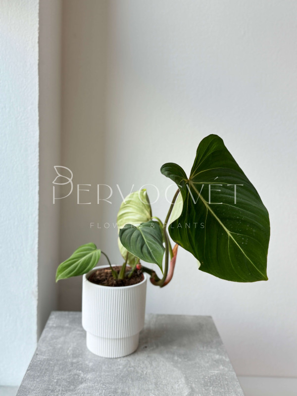 Филодендрон Глориозум 50 см