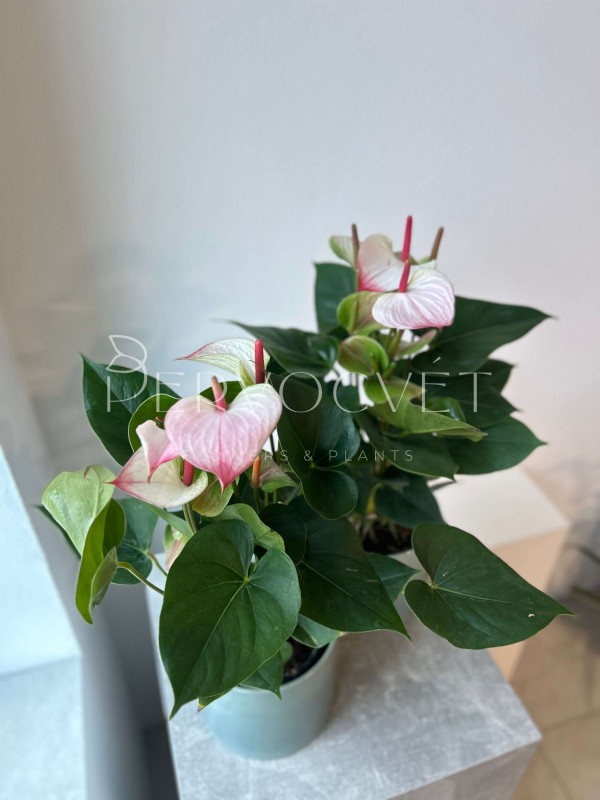 Антуриум Ред Липс 60 см