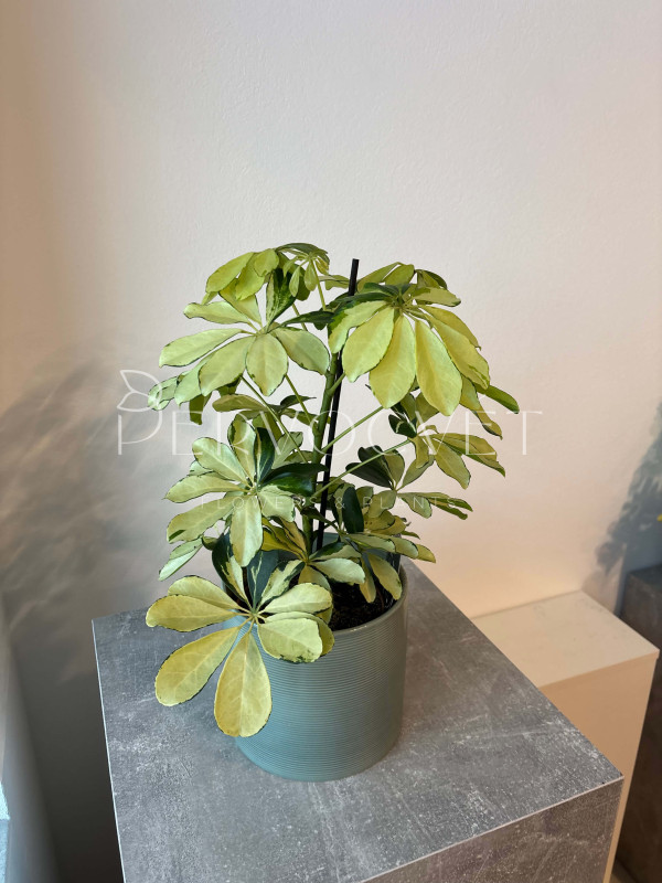 Шеффлера Мелани 45 см