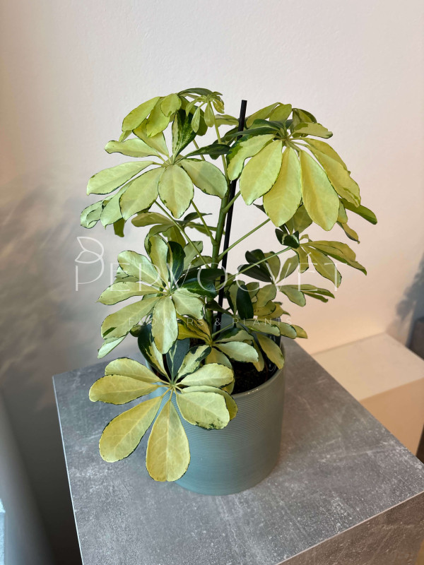 Шеффлера Мелани 45 см