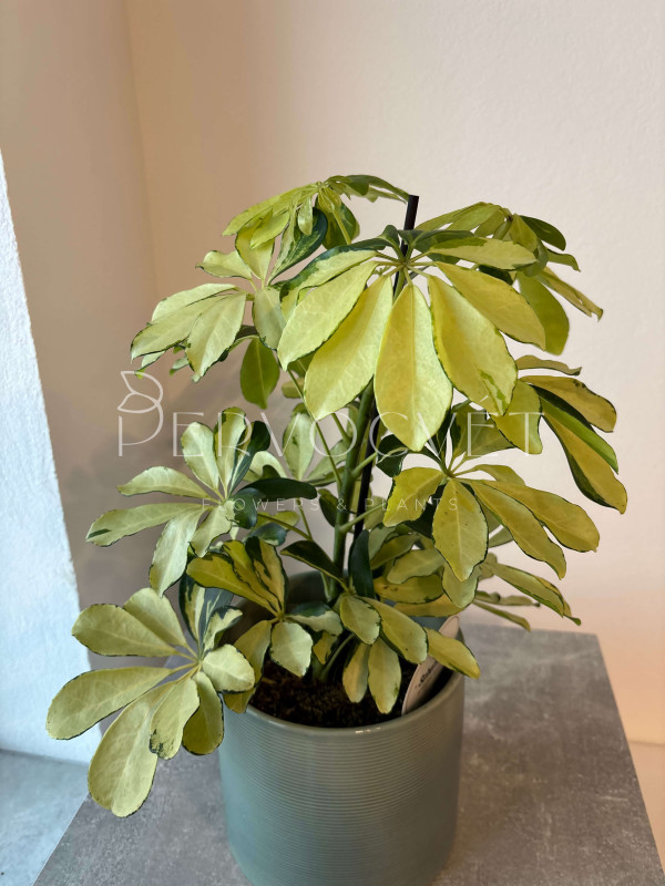 Шеффлера Мелани 45 см