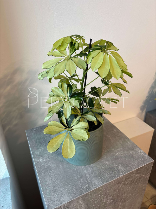 Шеффлера Мелани 45 см