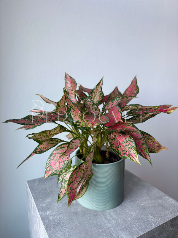 Аглаонема Китайский Эвергрин 40 см