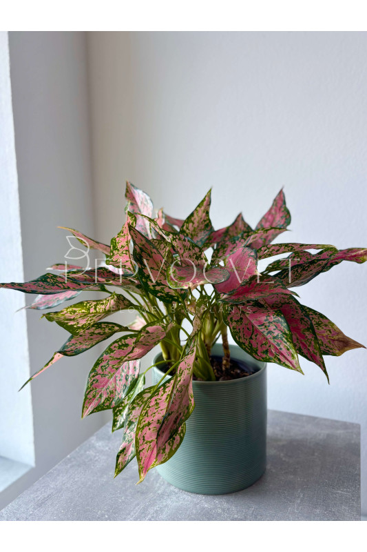 Аглаонема Китайский Эвергрин 40 см