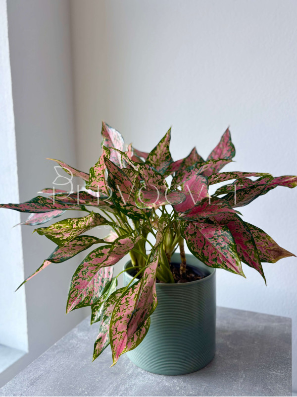 Аглаонема Китайский Эвергрин 40 см