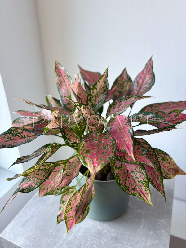 Аглаонема Китайский Эвергрин 40 см