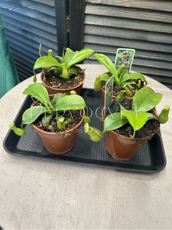 Непентес 10 см