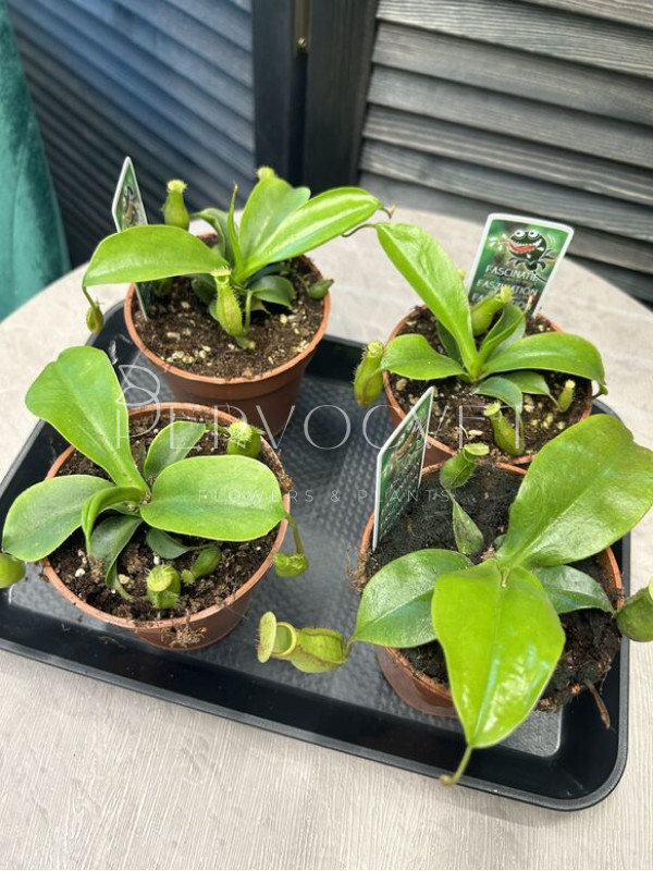 Непентес 10 см