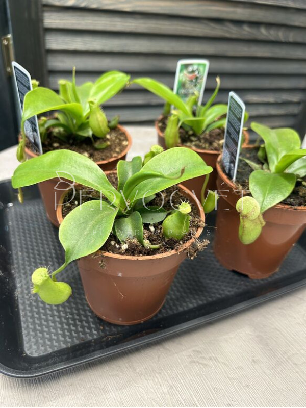 Непентес 10 см