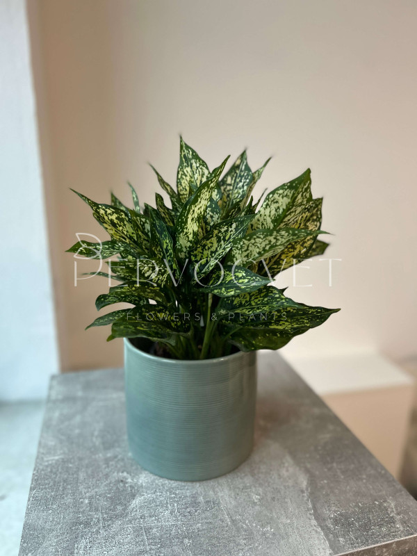 Аглаонема Грин Энджел 25 см