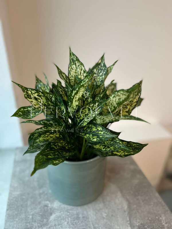 Аглаонема Грин Энджел 25 см