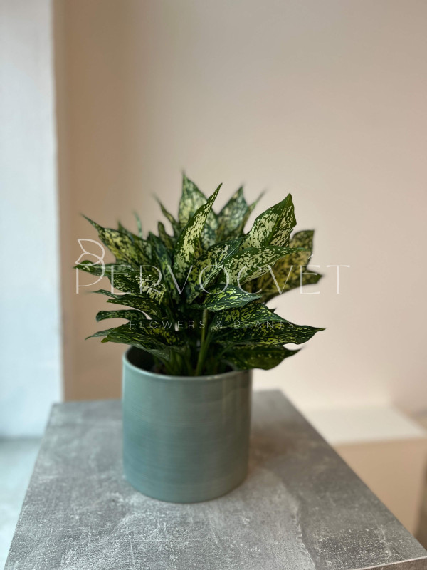 Аглаонема Грин Энджел 25 см