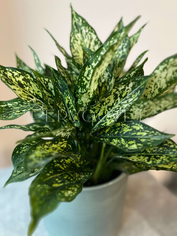 Аглаонема Грин Энджел 25 см