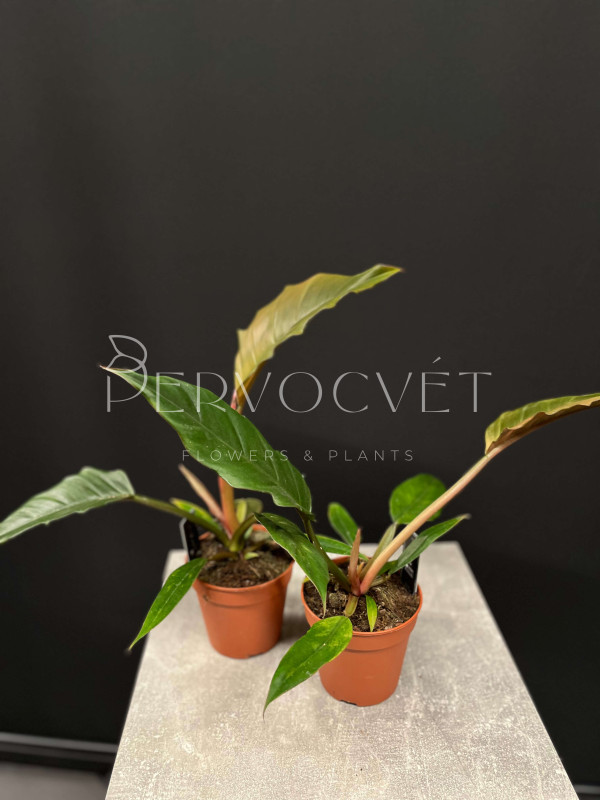 Филодендрон Чоко Эмпрес 40 см