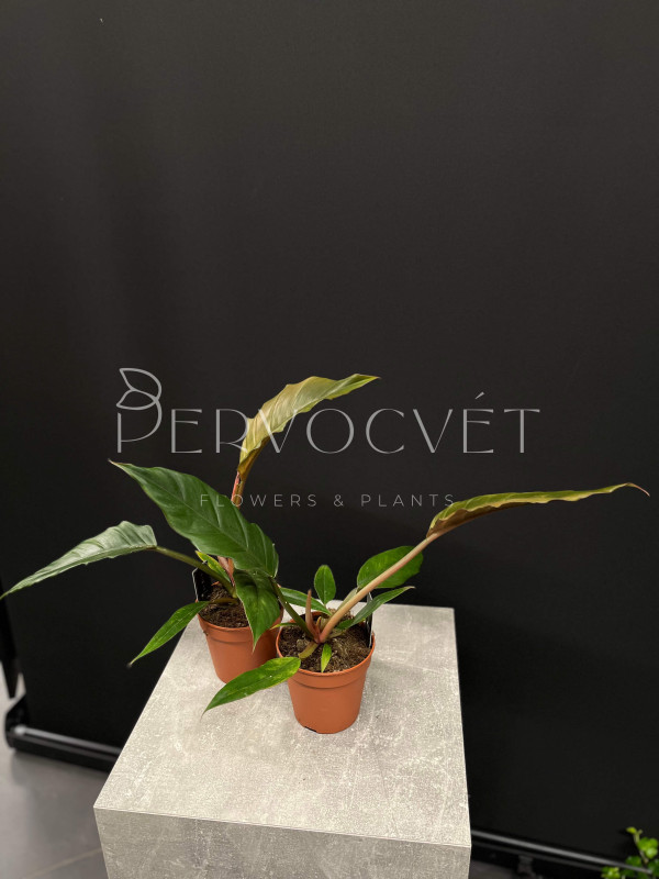 Филодендрон Чоко Эмпрес 40 см