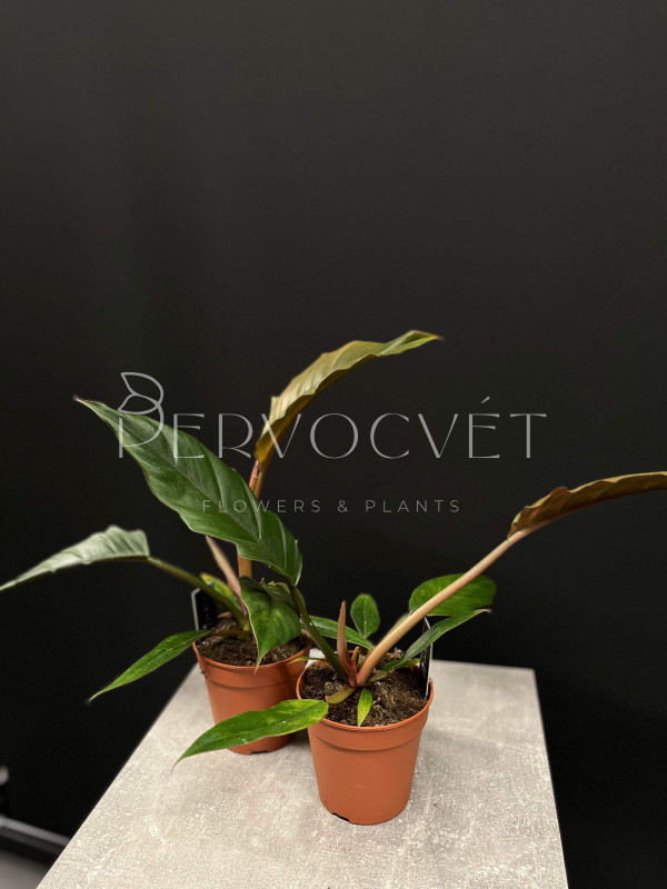 Филодендрон Чоко Эмпрес 40 см