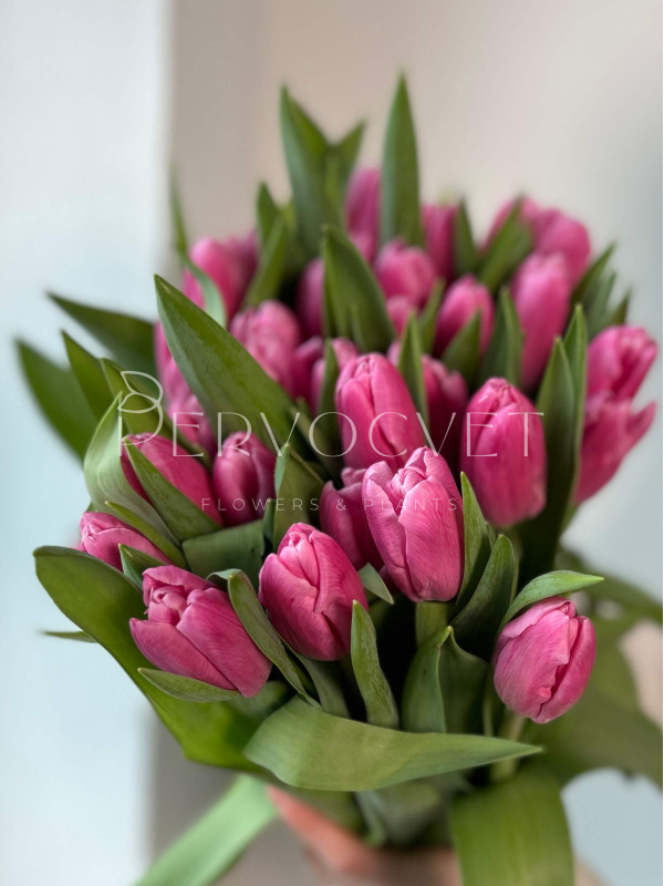 Тюльпан Розовый