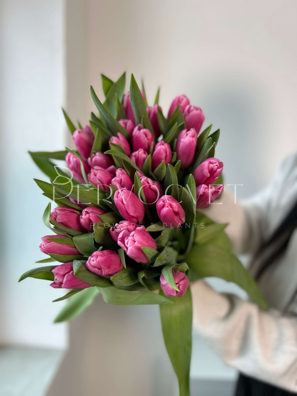 Тюльпан Розовый