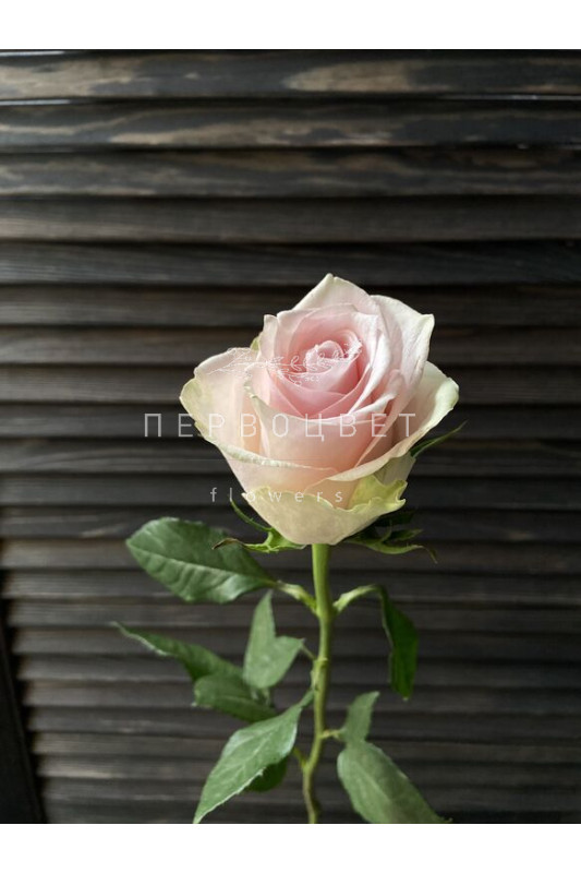 Роза светло-розовая