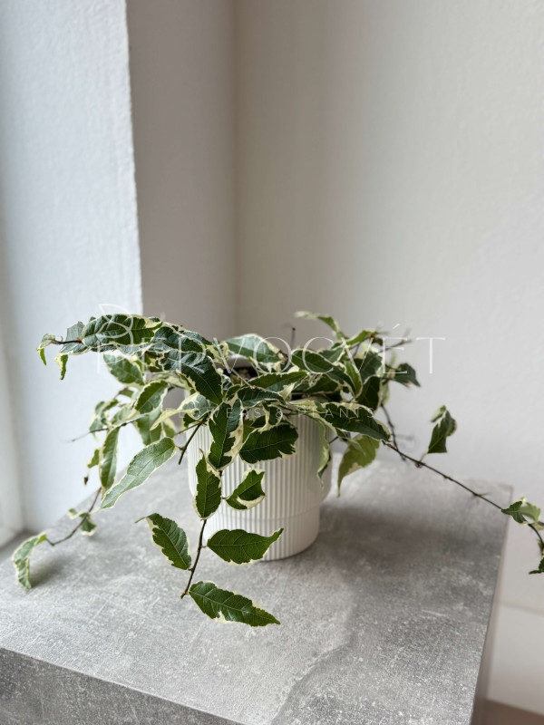 Фикус Стреловидный Сагиттата 30 см