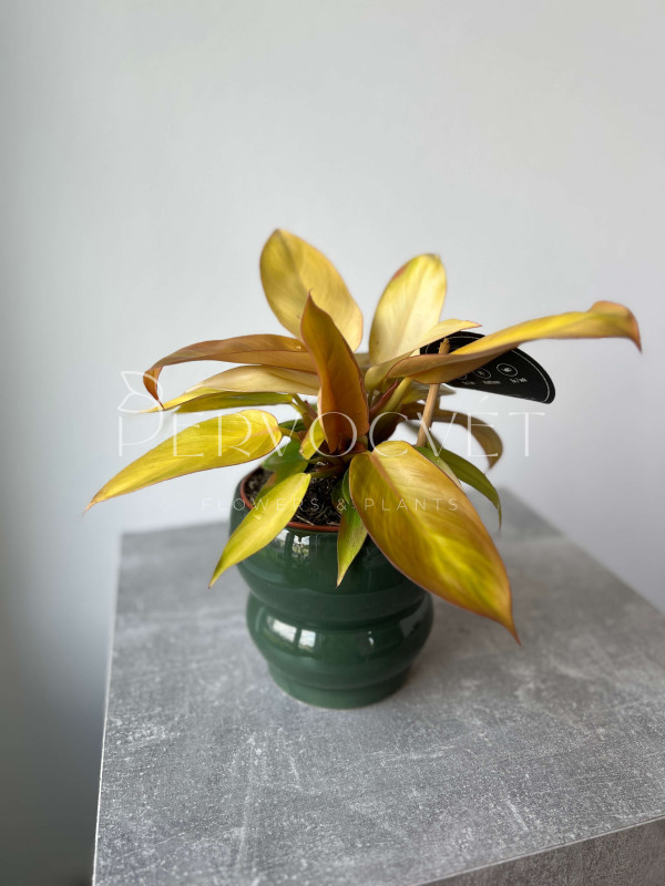 Филодендрон Принц Оранж 30 см