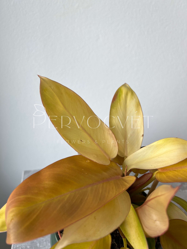 Филодендрон Принц Оранж 30 см