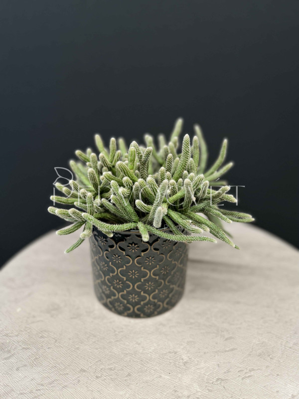 Рипсалис Бацифера Хоррида 30 см