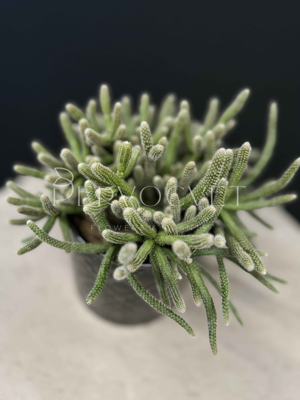 Рипсалис Бацифера Хоррида 30 см