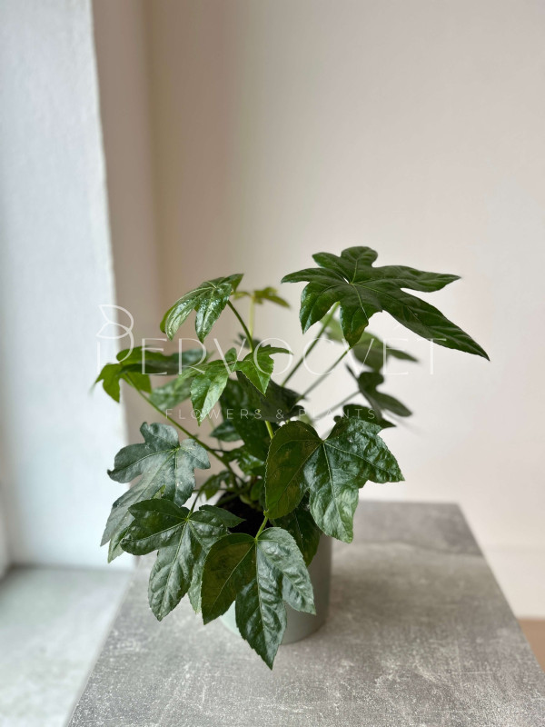 Фатсия Японская 45 см