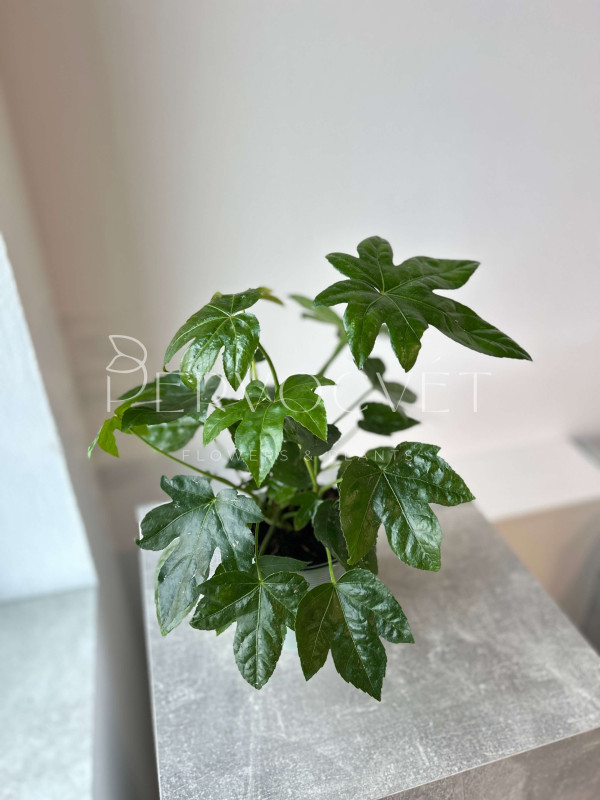 Фатсия Японская 45 см