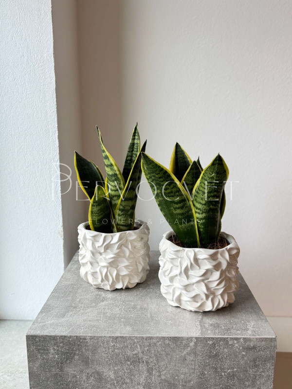 Сансевиерия Суперба 30 см